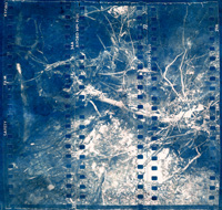 Untitled, Cyanotype